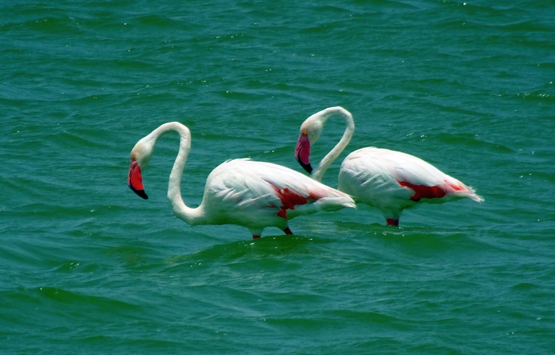 animal neck, nature, 2K, two animals, beak, animal, zoology, beauty in nature, india, animal wildlife, swan, no people, colorful, phoenicopterus roseus