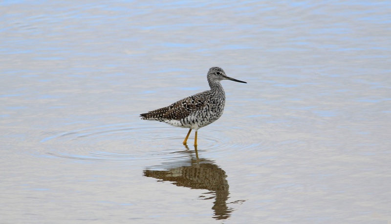 shore, animal, 1080P, shorebird, beach, waterfront, no people, rippled, vertebrate, animal themes, side view, wader, reflection, nature, wildlife, outdoors