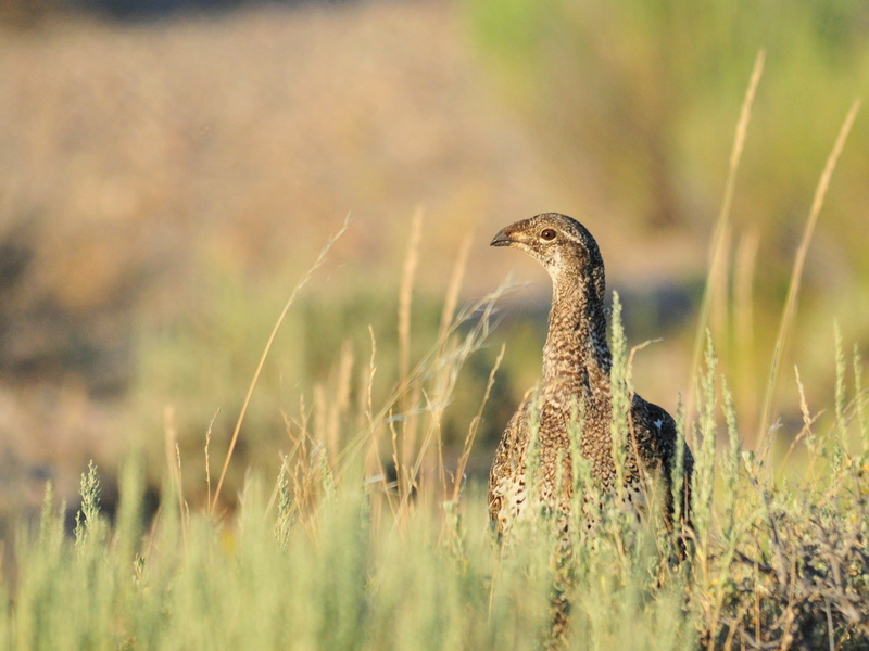 Greater Sage-Grouse, Wildlife, photo, landscape, animal, brown bird, animals In The Wild, USFWS, sage, brown, 2K, bird, NWR, greater, nature, grouse, Nature  Conservation