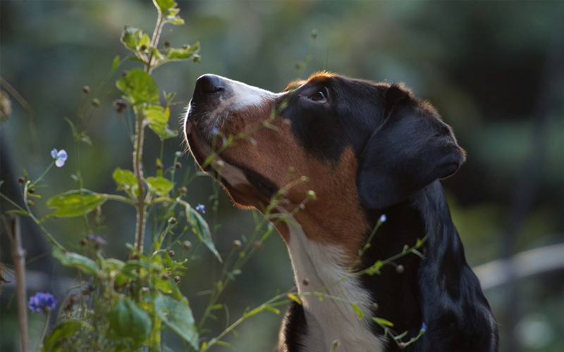 nature, 1080P, face, plant, look, mountain dog, greater Swiss mountain dog