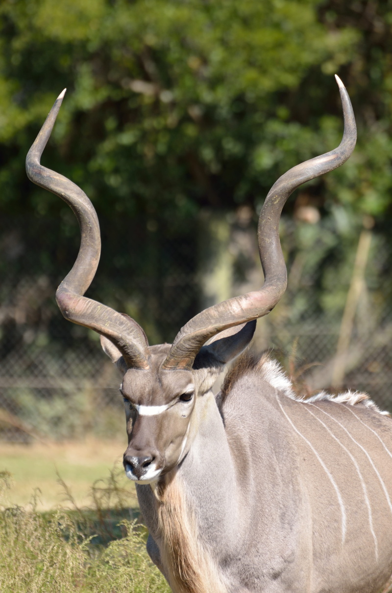 zoo, deer, antler, one animal, horn, fur, tragelaphus, safari, reserve, animal themes, grassland, land, natural, field, greater kudu, plant, bush, botswana