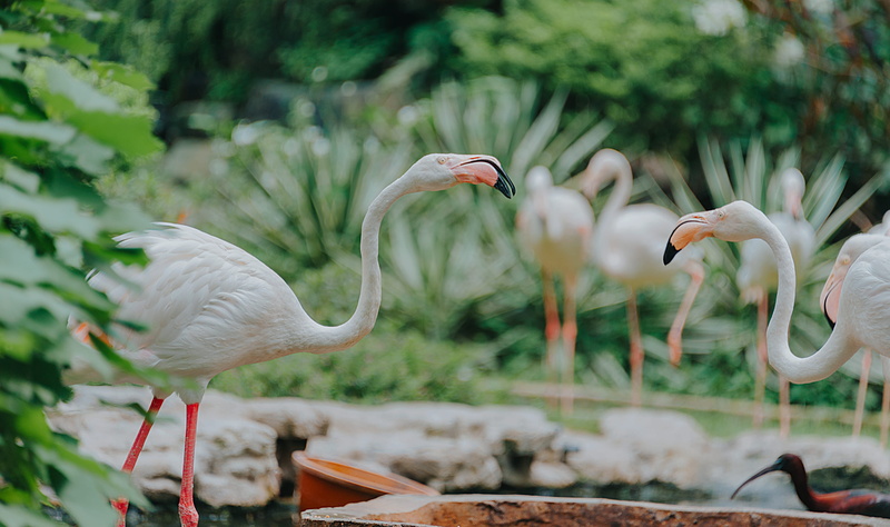 animal themes, beauty in nature, vertebrate, animal neck, outdoors, water, animals in the wild, nature, white color, group of animals, neck, 4K, two animals