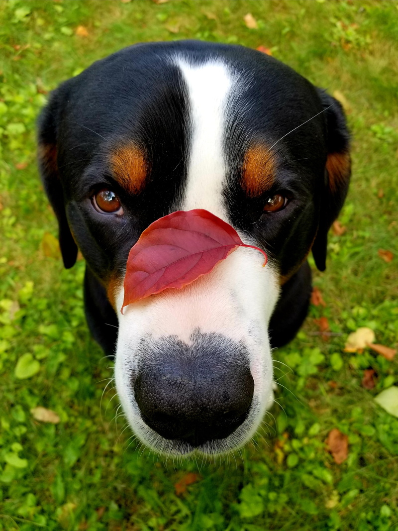 animal body part, autumn, close up, vertebrate, animal, leaf, portrait, focus on foreground, cute, animals, close-up, field, one animal, day, nose, domestic animals