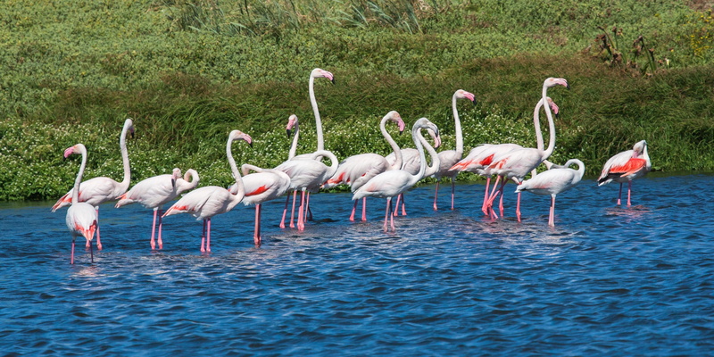 avian, nature, flock of birds, 2K, flamingo, land, pink, freshwater bird, large group of animals, greater flamingos, animal, birds, sea, water, day, false bay nature reserve