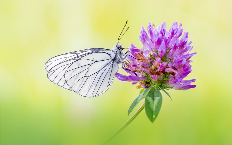 large, nature, crataegi, white, lives, no people, flower head, animal wing, flower, animals in the wild, veined, computer, hd, animal wildlife, flowering plant