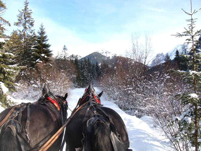 domestic, on sled, domestic animals, sky, outdoors, animal wildlife, pets, group of animals, nature, livestock, field, ortisei, horse, snow, tree, winter