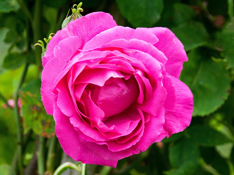 freshness, vulnerability, rose - flower, day, flowers, focus on foreground, Historic, Fils, nature, no people, springtime, ulrich brunner fils, pink, blossom