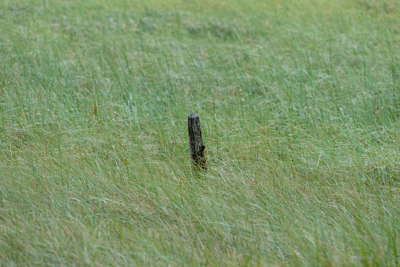 animals in the wild, no people, reeds, animal, grass, outdoors, day, field, pillersee, lake, reptile, land, selective focus, green color, plain, sankt ulrich am pillersee