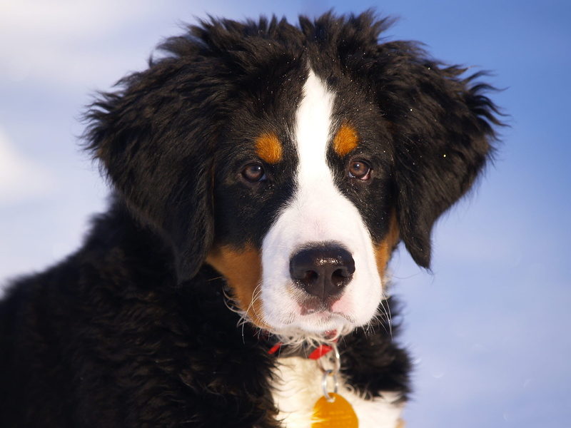 animal themes, domestic animals, berner sennenhund, animal head, no people, nature, focus on foreground, animal eye, animal, close, one animal, dog, close-up