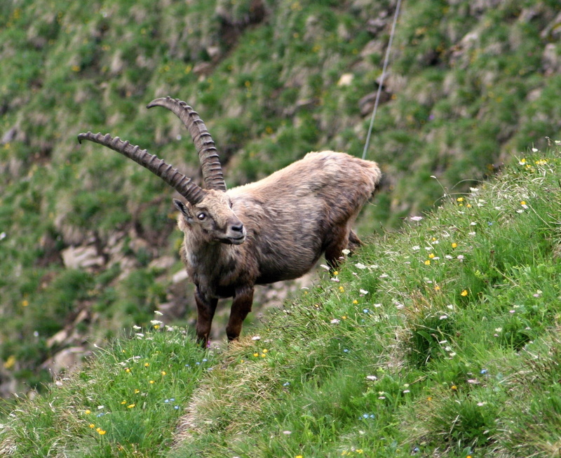 brown, side view, animal, landscape, capricorn, outdoors, walking, ibex, animal themes, herbivores, mammal, Alpine, full length, animals In The Wild, mountains