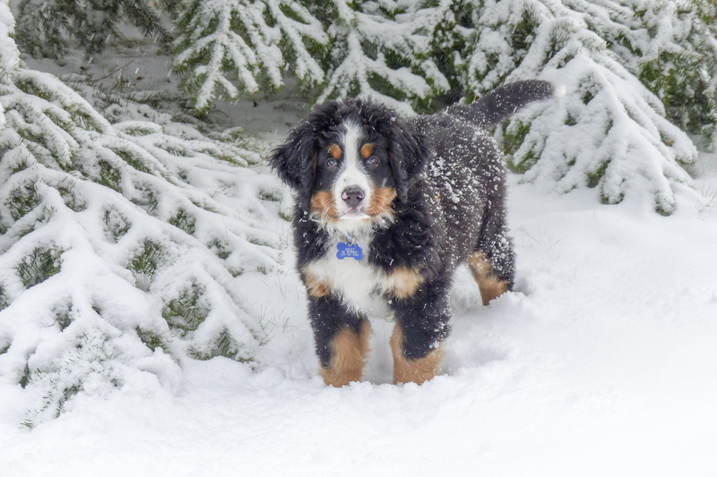 4K, sennenhund, mountain, dog, bernese, berner