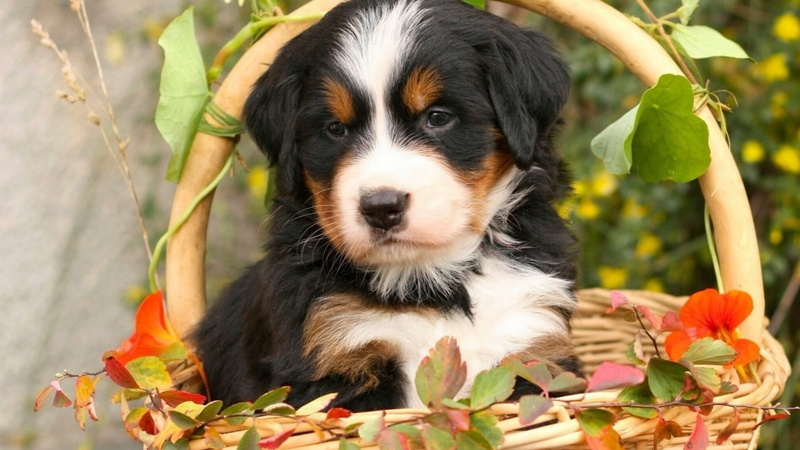looking at camera, small, 720P, puppy, day, outdoors, Deutschland, nature, domestic animals, purebred dog, leaf, cute, portrait, mammal, canine, animal