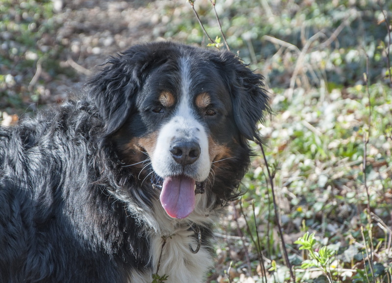 border collie, dog, land, pets, 2K, portrait, berner sennen, panting, mountain, bernese, dog run, domestic, no people, Bernese Mountain Dog, field, animal themes