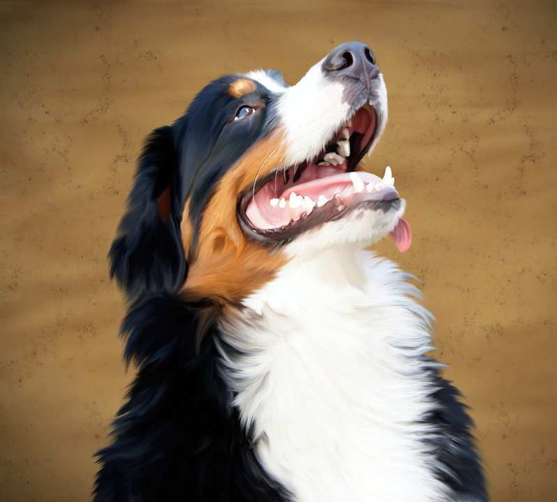 vertebrate, berner, indoors, mammal, animal head, no people, wall - building feature, one animal, animal, facial expression, animal body part, dog, canine