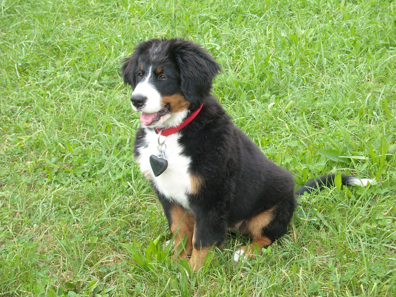 vertebrate, mammal, canine, field, animal themes, no people, berner sennen dog, nature, day, domestic, domestic animals, looking away, land, close, looking