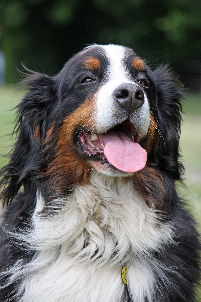 canine, no people, mouth open, domestic animals, animal head, animal body part, animal hair, focus on foreground, head, purebred, tongue, animal themes