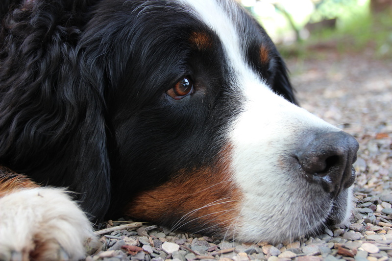 herding dog, Brown Eyes, dog, portrait, domestic animals, Dog Head, black color, day, looking away, 5K, animal themes, canine, animal body part, berner sennen