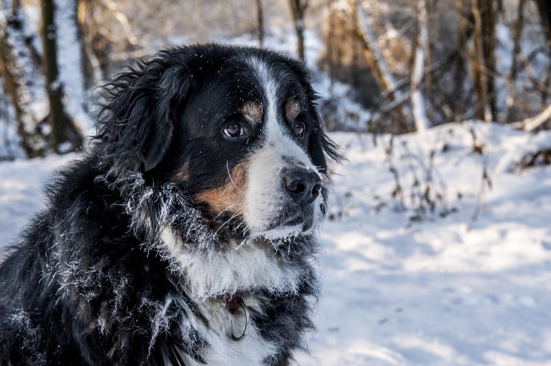 looking, brown, domestic, mountain, switzerland, bernese, 4K, focus on foreground, border collie, day, vertebrate, animal head, weather, white, berner sennen
