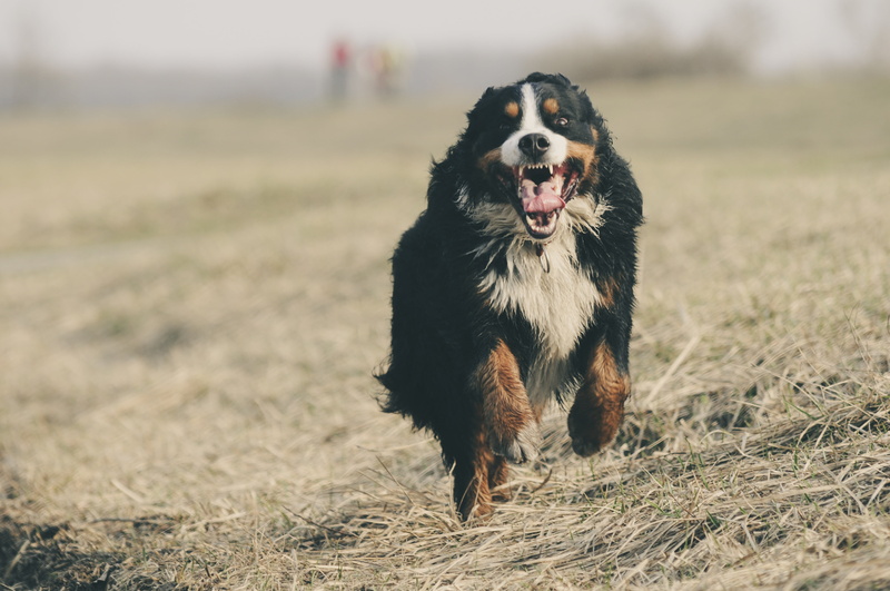 brown, border collie, field, walking, mouth open, animal tongue, dog run, win, dog, one animal, berner sennen, run, domestic, fun, fast, outdoors, day