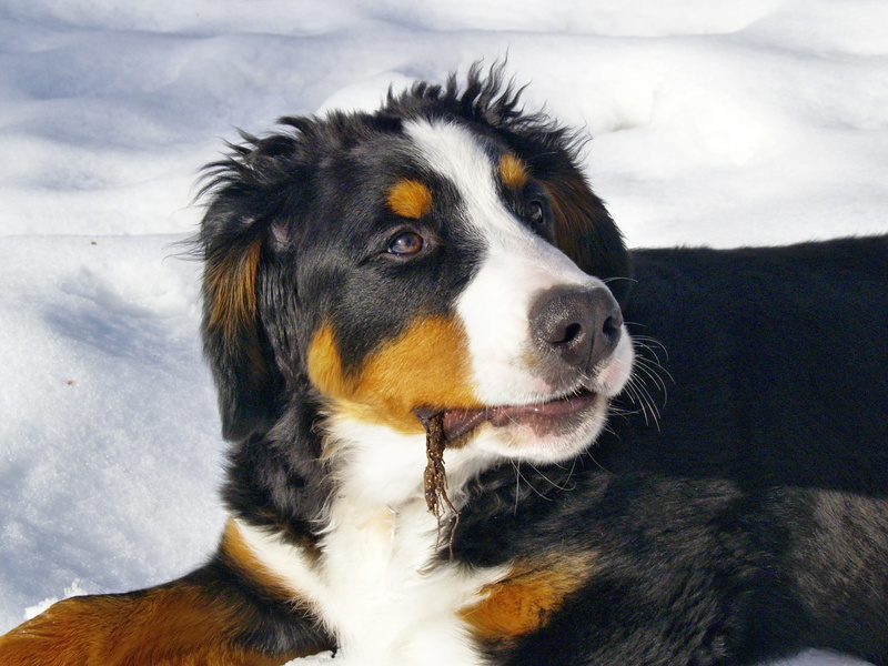 winter, bernese mountain dog, black color, friend, animal, close-up, whisker, one animal, canine, domestic animals, no people, domestic, pet, looking, dog