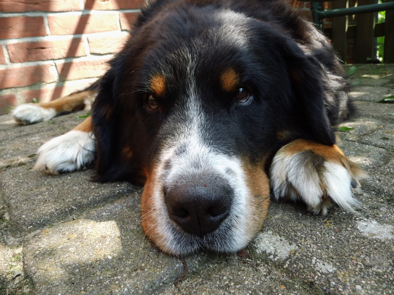 dog, lying down, canine, day, no people, relax, snout, 4K, domestic animals, animal head, summer, mammal, animal themes, looking at camera, berner sennen dog