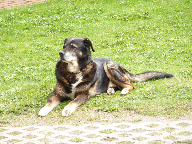 2K, veteran, bernese, nature, grass, mammal, land, vertebrate, old, crossbread, dog, one animal, domestic animals, 15yr, animal themes, canine, mountain