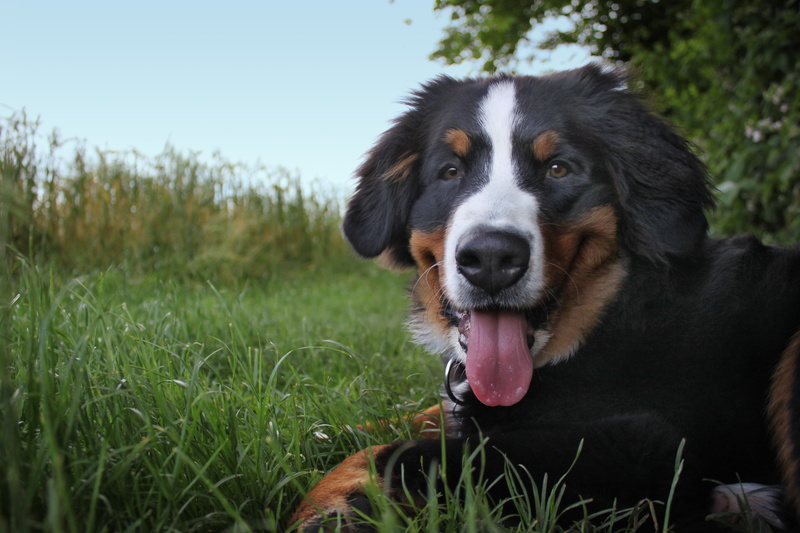 nature, pets, mountain dog, no people, plant, panting, animal tongue, 4K, berner, animal portrait, animal, dog, close-up, day, animal body part, border collie