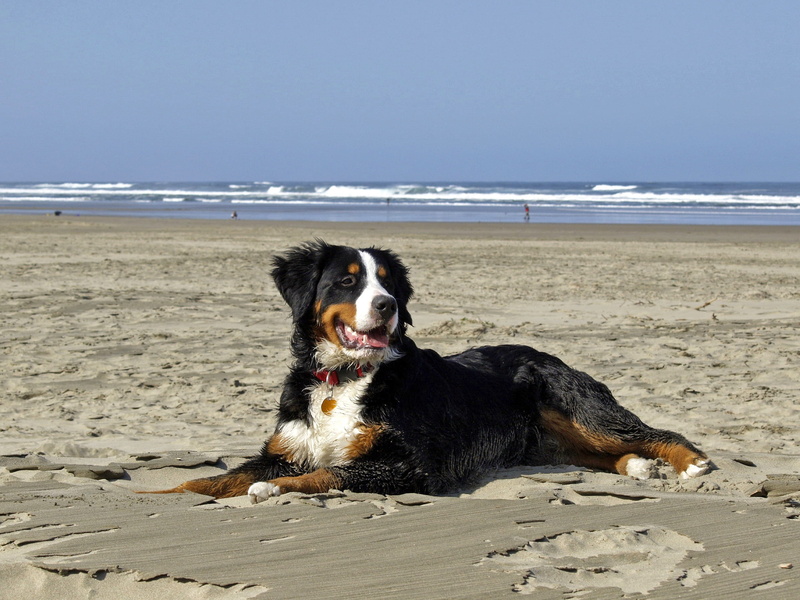 land, no People, animal themes, water, horizon, Bernese Mountain Dog, canine, pacific, pets, sea, domestic, bernese, purebred Dog, outdoors, mammal, cute
