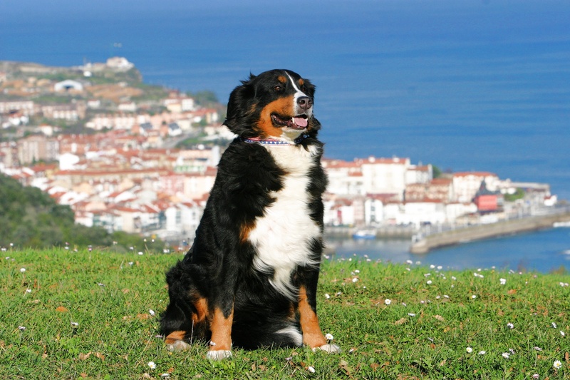 pets, basque country, one animal, sea, mammal, canine, domestic, city, looking, green, berner sennen dog, sky, 2K, grass, day, animal themes, coast, bernese