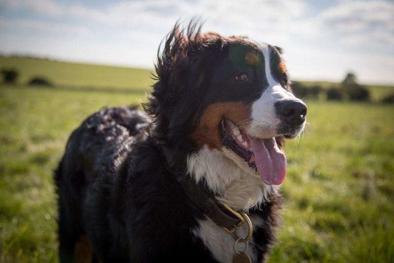 animal head, border collie, dog, collar, bernese, cute, young, domestic, field, vertebrate, pets, grass, panting, pet collar, one animal, pet, animal tongue