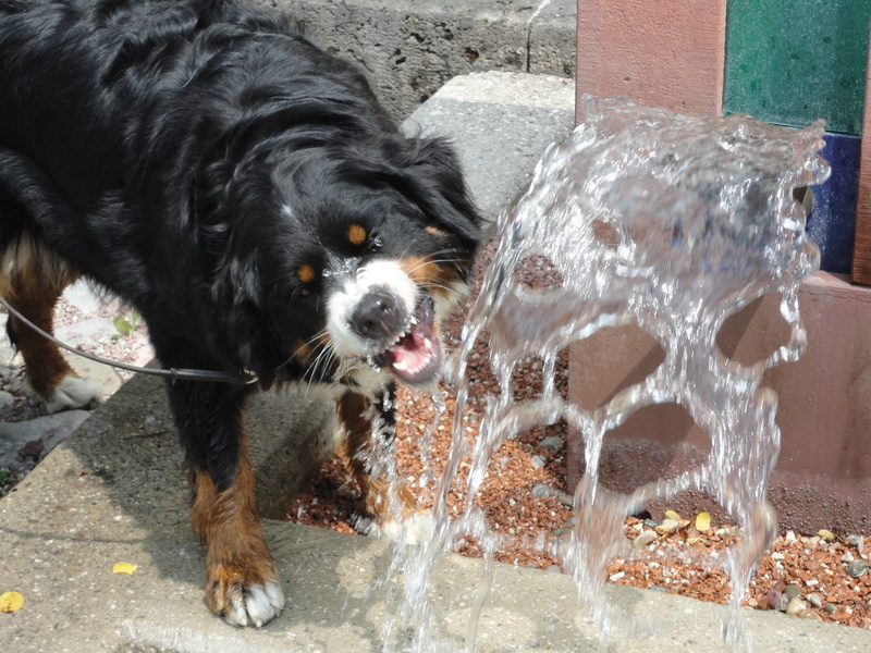 domestic animals, wet, water, animal themes, drinking, flowing, standing, pets, berner sennen dog, day, splashing, one animal, thirst, animal, refreshment