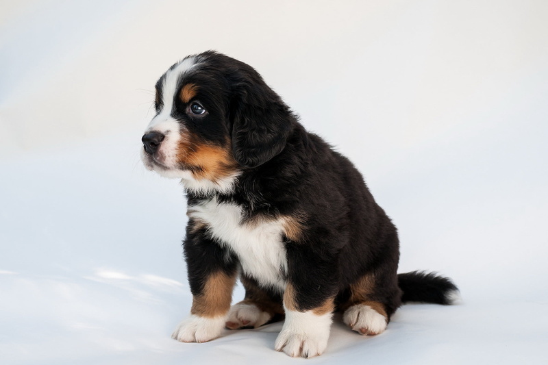 friendship, pets, mountain, brown, outdoors, animal, mammal, loyalty, animal Tongue, sitting, fur, black Color, white Background, domestic Animals, white