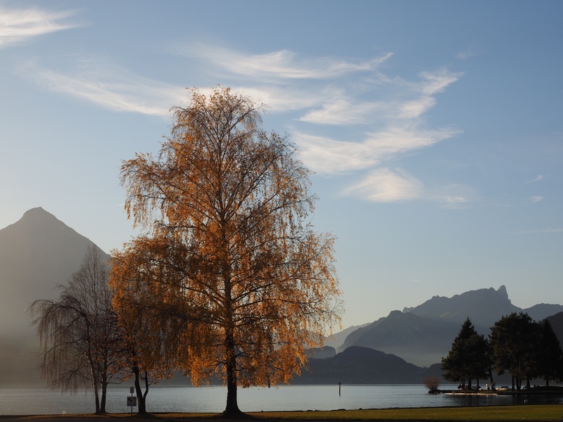4K, tranquility, water, thun hausberg, mountain range, mountain peak, tranquil scene, birch, tree, interlaken, blue hour, no people, non-urban scene, promenade
