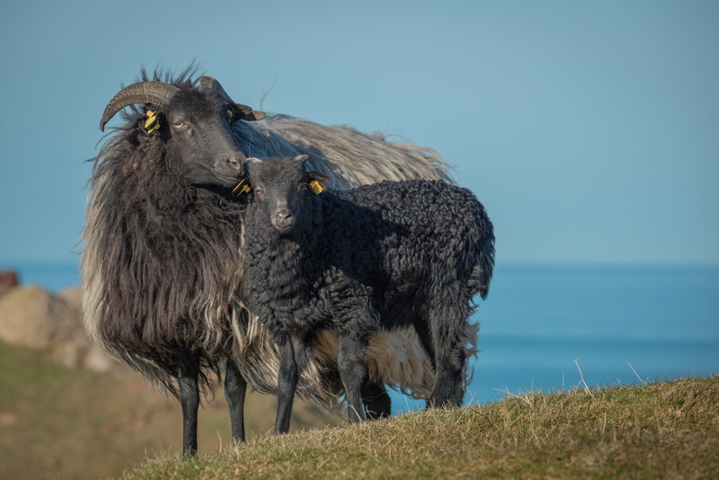 outdoors, rams, animals in the wild, grass, sheep, day, daytime, head, black sheep, mammal, water, livestock, bird, standing, lamb, wool, 1080P, clear sky