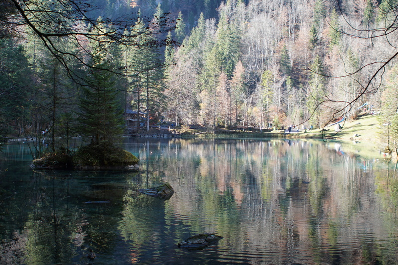 nature, lake, bernese oberland, water, outdoors, non-urban scene, 5K, beauty in nature, animal, reflection, forest, woodland, tree, plant, no people, day
