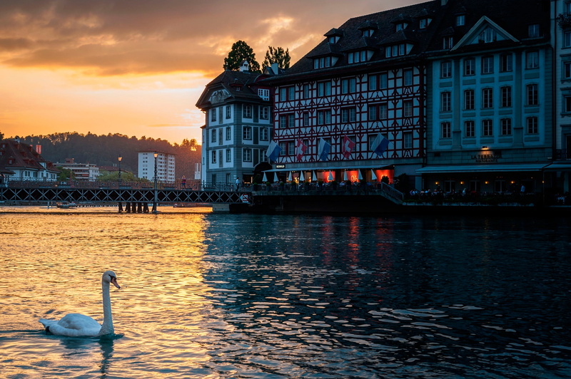 Switzerland, 1080P, Lucerne, swan
