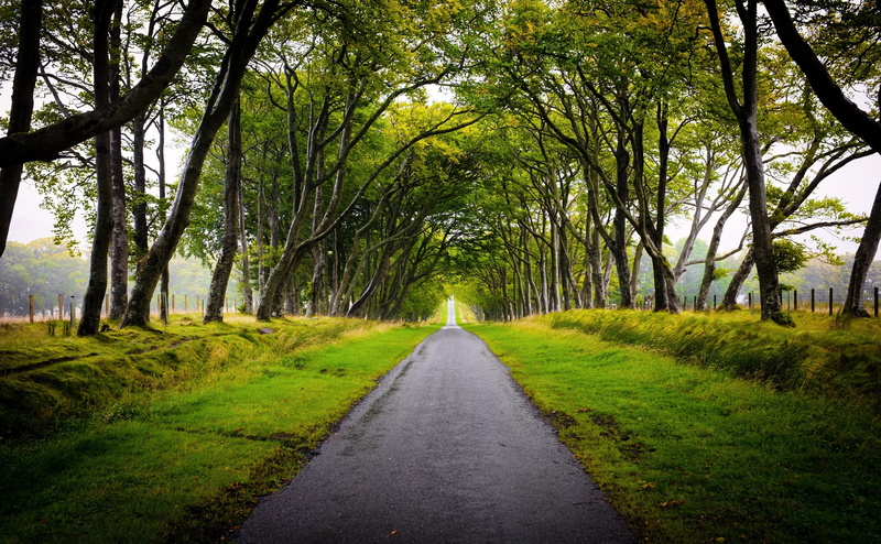 transportation, green color, direction, treelined, forest, Europe, United Kingdom, Trees, lothian, outdoors, Fuji, 4K, black, Beautiful, landscape, the way forward