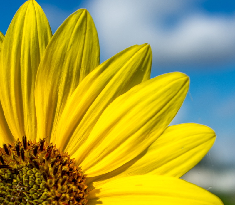 close up, 1080P, green, flower, summer, sunflower, photo, wildflower, black, raw, color photography, close, sky, nature  photography, day, plant, daisy