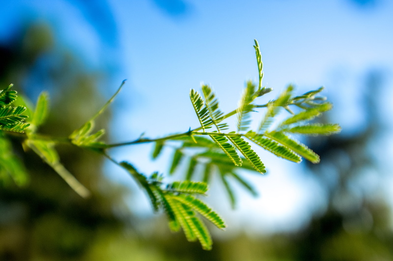 day, plants, green plants, springtime, macro, nature, city, landscape, light, nature  park, 4K, TC, freshness, summer, forest, white, leaf, growth, United States