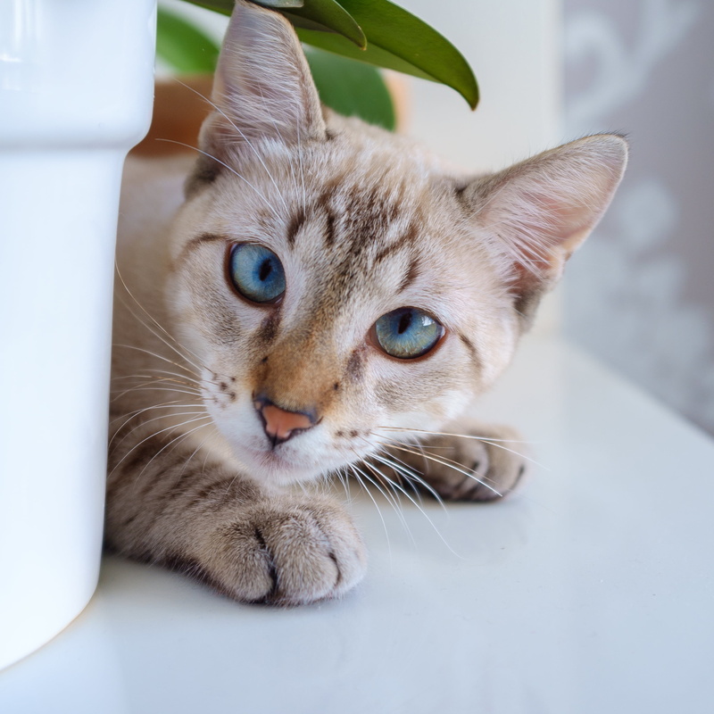 quito, closeup, domestic Cat, domestic Animals, brown, animal, macro, pets, mammal, 2K, fuji, feline, cats, cat, photo, fujifilm, X100, cute, white, Hide and seek