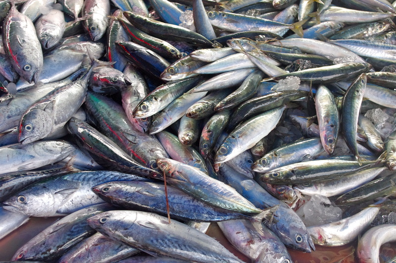 backgrounds, full frame, exotic, abundance, seafood, tropical, healthy eating, day, thailand-market, fish stand, fish, phuket, thailand, thai, fishing industry