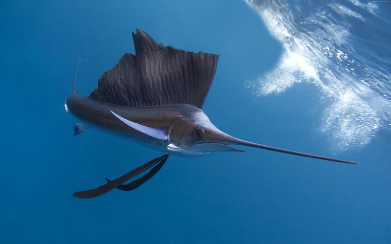 blue sea, Worlds best diving sites, Pacific ocean, Indian ocean, Pacific sailfish, diving, Thailand, tropical regions, tourism, 4K, fish