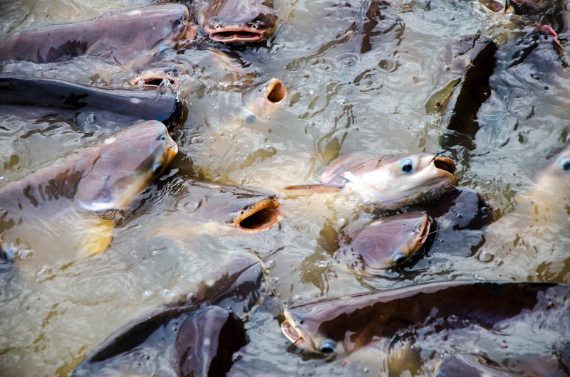 food and drink, outdoors, seafood, for sale, fresh, 4K, raw, aquarium, ocean, white, black, abstract, healthy, vertebrate, object, animal themes, sea