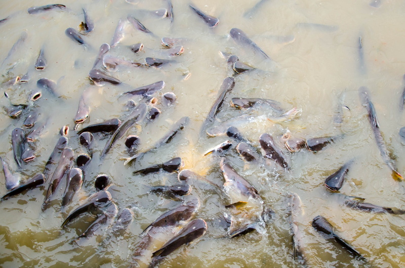 no people, life, fishing, outdoors, animal, high angle view, for sale, sea, underwater, black, fresh, collection, animal themes, day, restaurant, group of animals