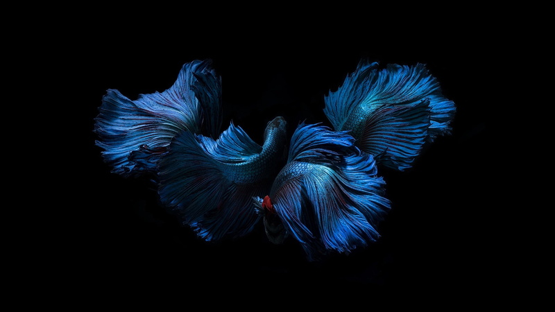 black background, fish, 1080P, color, blue, tails, fins