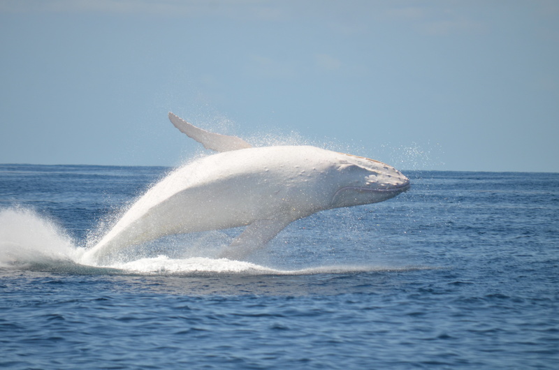 mammal, outdoors, whale, sea life, one animal, sea, nature, sky, underwater, motion, water, horizon over water, tail fin, animals in the wild, 4K, humpback whale