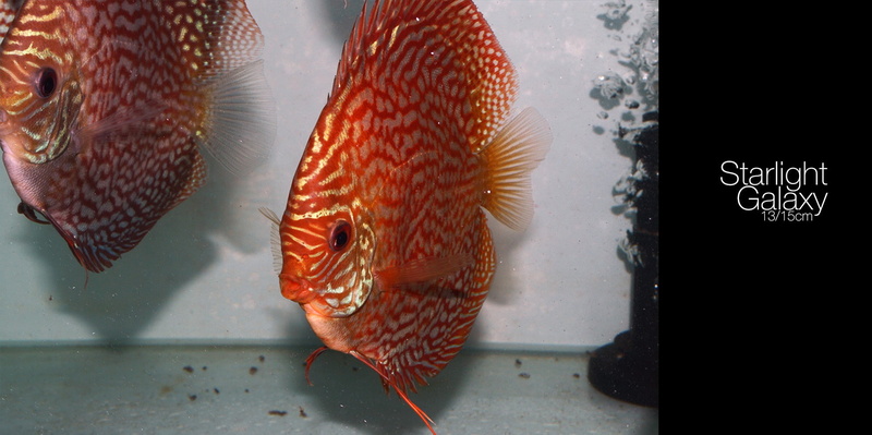 goldfish, sea, no people, animals in captivity, tail fin, animal wildlife, animals in the wild, 1080P, swimming, Discus Fish, group of animals, animal themes