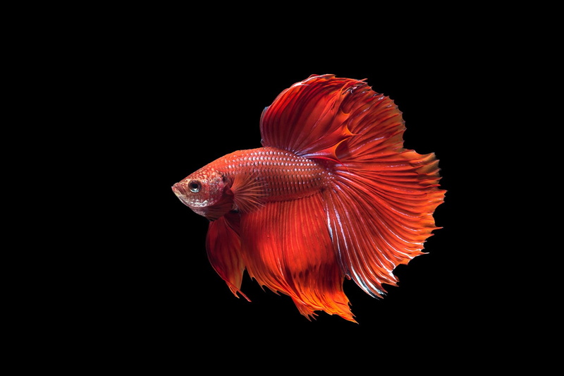 water, beauty in nature, vertebrate, studio shot, copy space, animal wildlife, animal themes, marine, no people, animal, Fighting, indoors, tail fin, sea