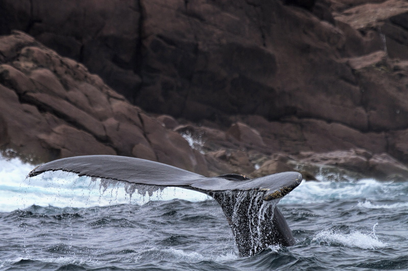 tourist, animals in the wild, tail fin, splashing, lunge, marine, species, shore, body, outdoors, ocean, underwater, flipper, animal themes, wave, splash