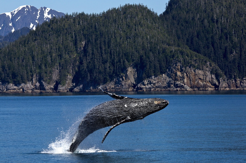 outdoors, animal themes, sea life, beauty in nature, bear glacier, nature, ocean, alaska, animal wildlife, sea, animals in the wild, feeding, whale, tree